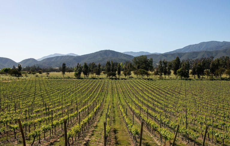 Campo de vinhas com montanhas ao fundo. Chile